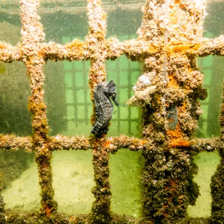 Release White Seahorses Anchored To Seahorse Hotel 3