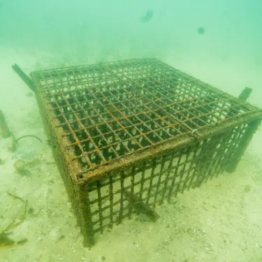 Seahorse Hotel Anchored On Sea Floor Provides An Artificial Habitat For Released White's Seahorses And Other Marine Creatures