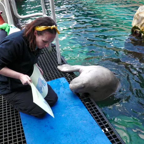 Dugong Reading