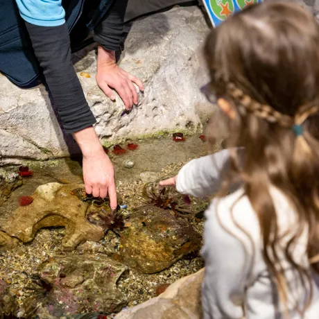 Fun Things to do With Kids at the hands-on Discovery Rockpool