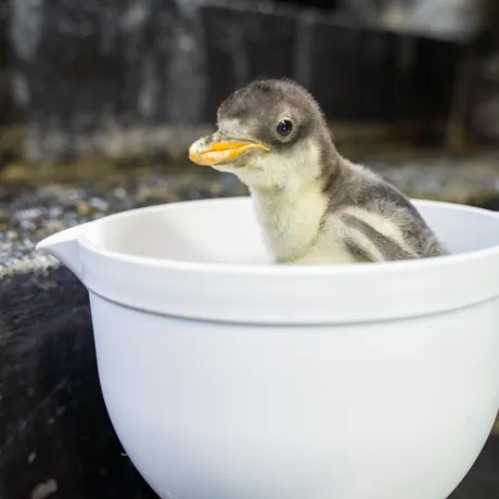 CUTE Charlie Gentoochicksealifesydneyaquarium2021
