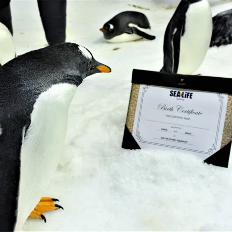 Sphen And Magic's Chick With A Birth Certificate 4