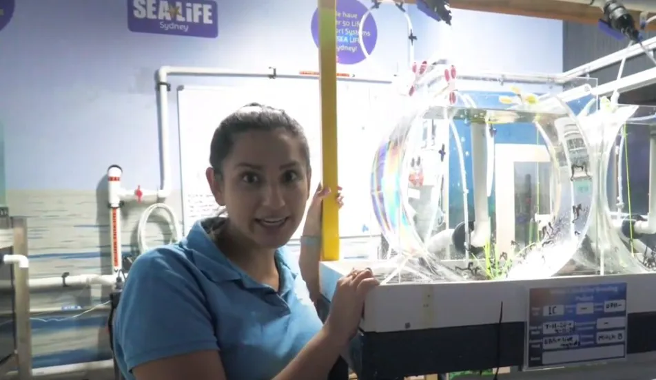 Schools Video Seahorse Screenshot