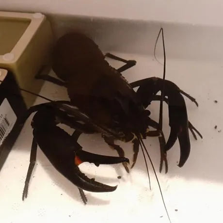 Pinchy The Lucky Crayfish
