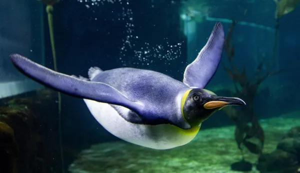 King penguin swim at Sea Life Sydney