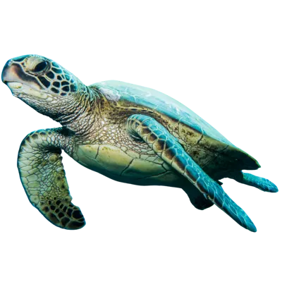 Flatback Sea Turtle01