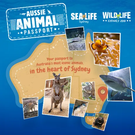 Auspassport WLS Newsblock 450X442px