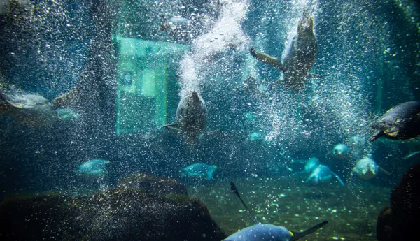 King Penguins and Gentoo Penguins fly through the water