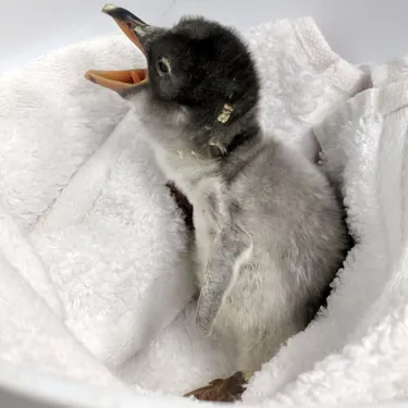 Sphengic Baby Chick 3