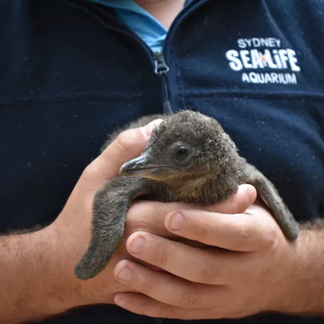 Little Penguin Chick Preps For Weighing
