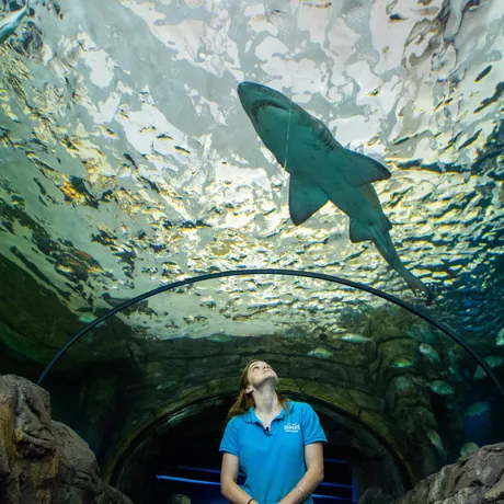 Myths and fun facts about Sharks-Shark Valley - SEA LIFE Sydney Aquarium