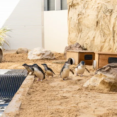 Littlepenguins Group