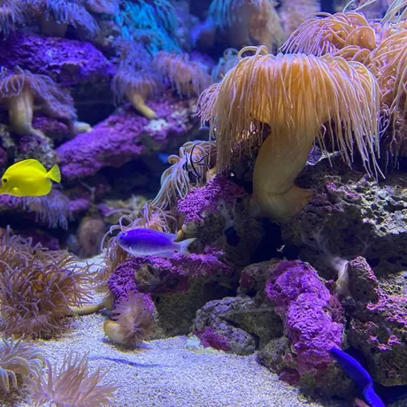 Fun Facts about Coral Reefs- SEA LIFE Sydney Aquarium
