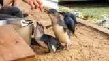 Littlepenguinsfeeding