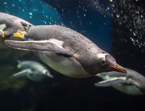 Penguin swimming underwater