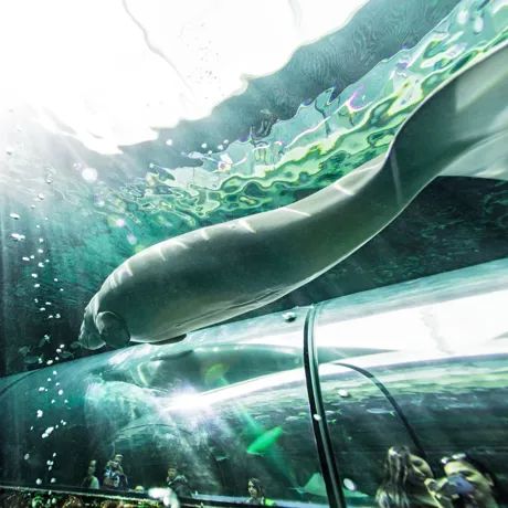 Dugong swims above tunnels